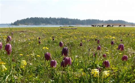 Blomstervandring i Sandemars naturreservat den 21 maj